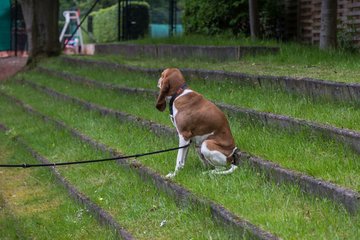 Bild 59 - BL Club an der Alster - THC von Horn und Hamm : Ergebnis: 9:0